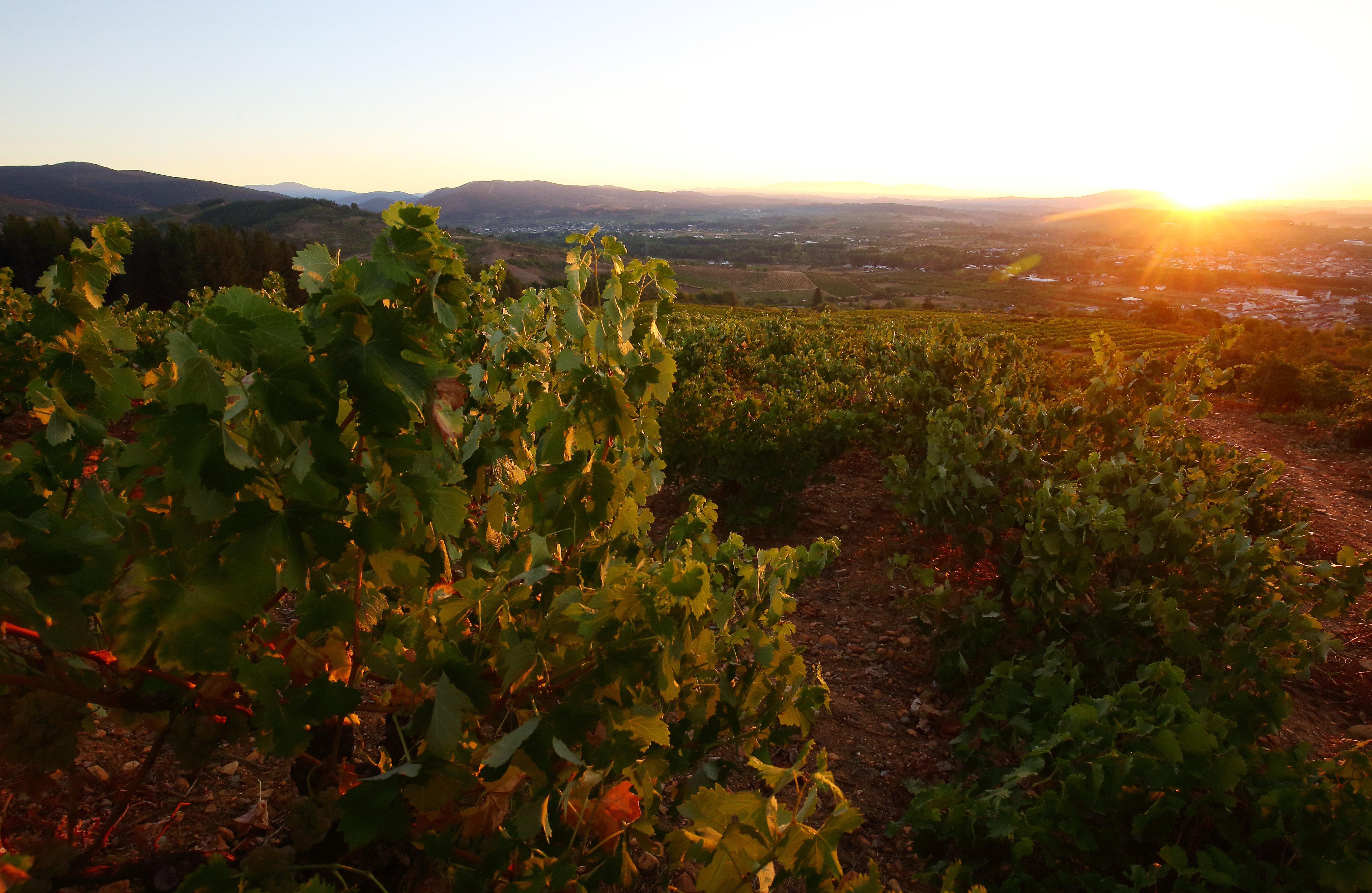 tierra prometida vino